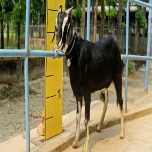 Goat wether (খাসি)